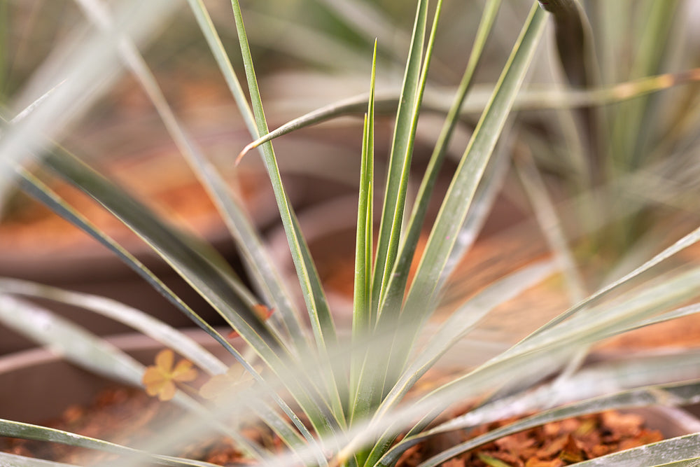 Beaked Yucca Leaves
