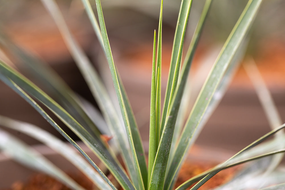 Leaves on Beaked Yucca Plant