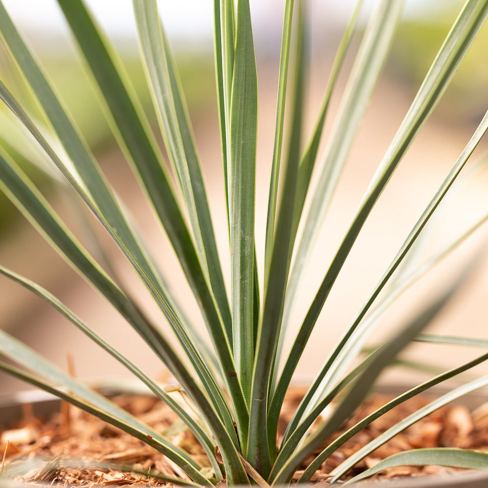 Beaked Yucca Fronds