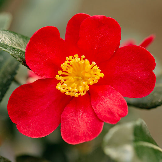 camellia yuletide red flower