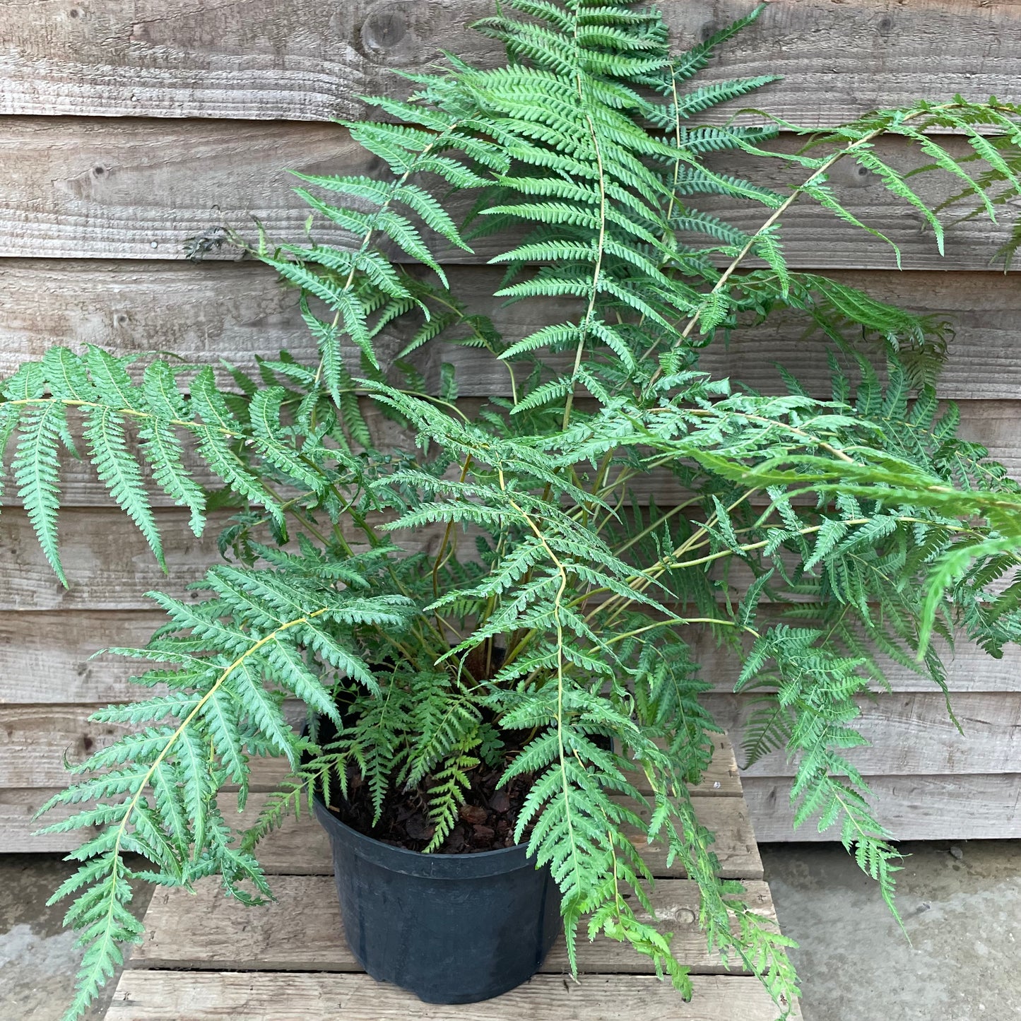 Dicksonia antarctica