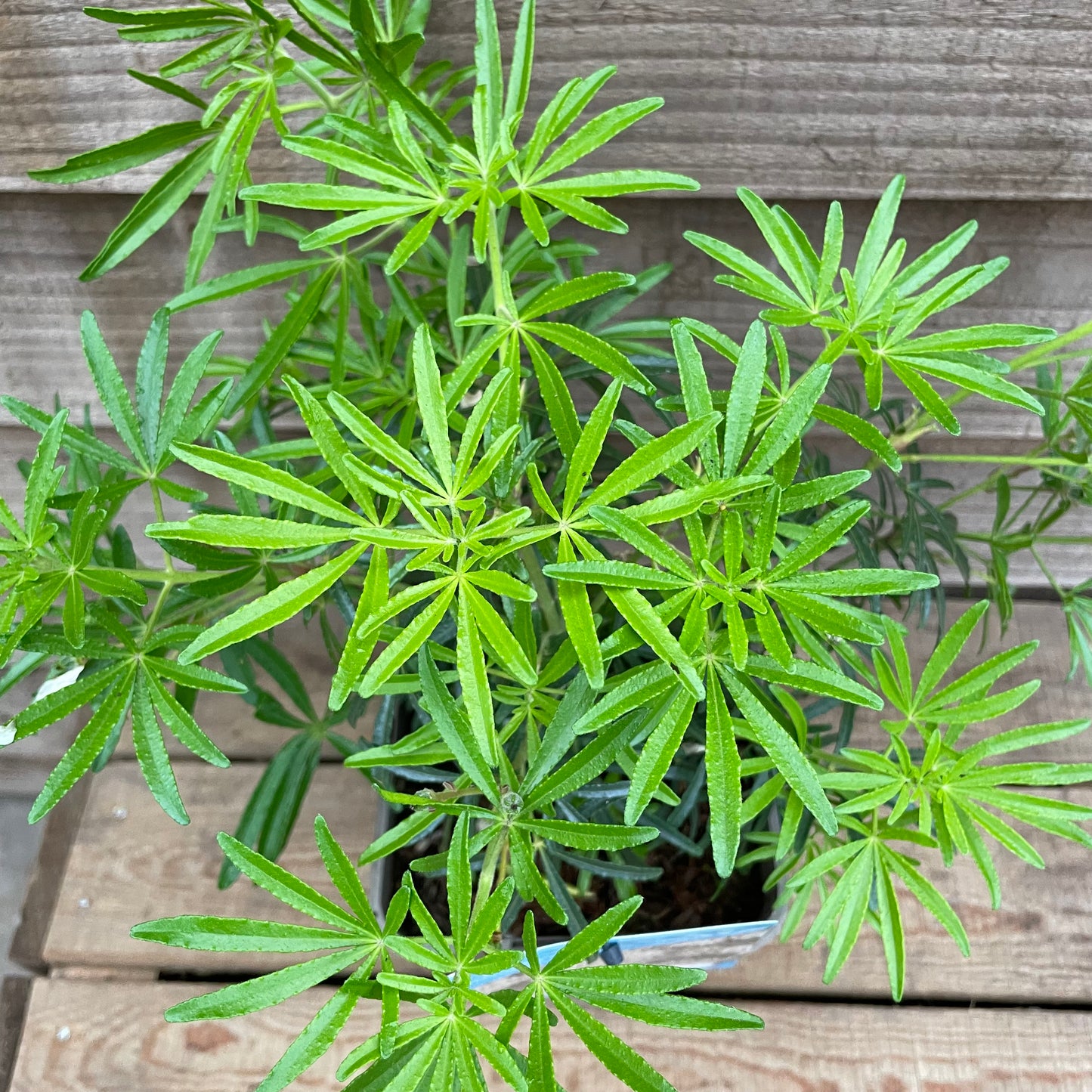 Choisya White Dazzler
