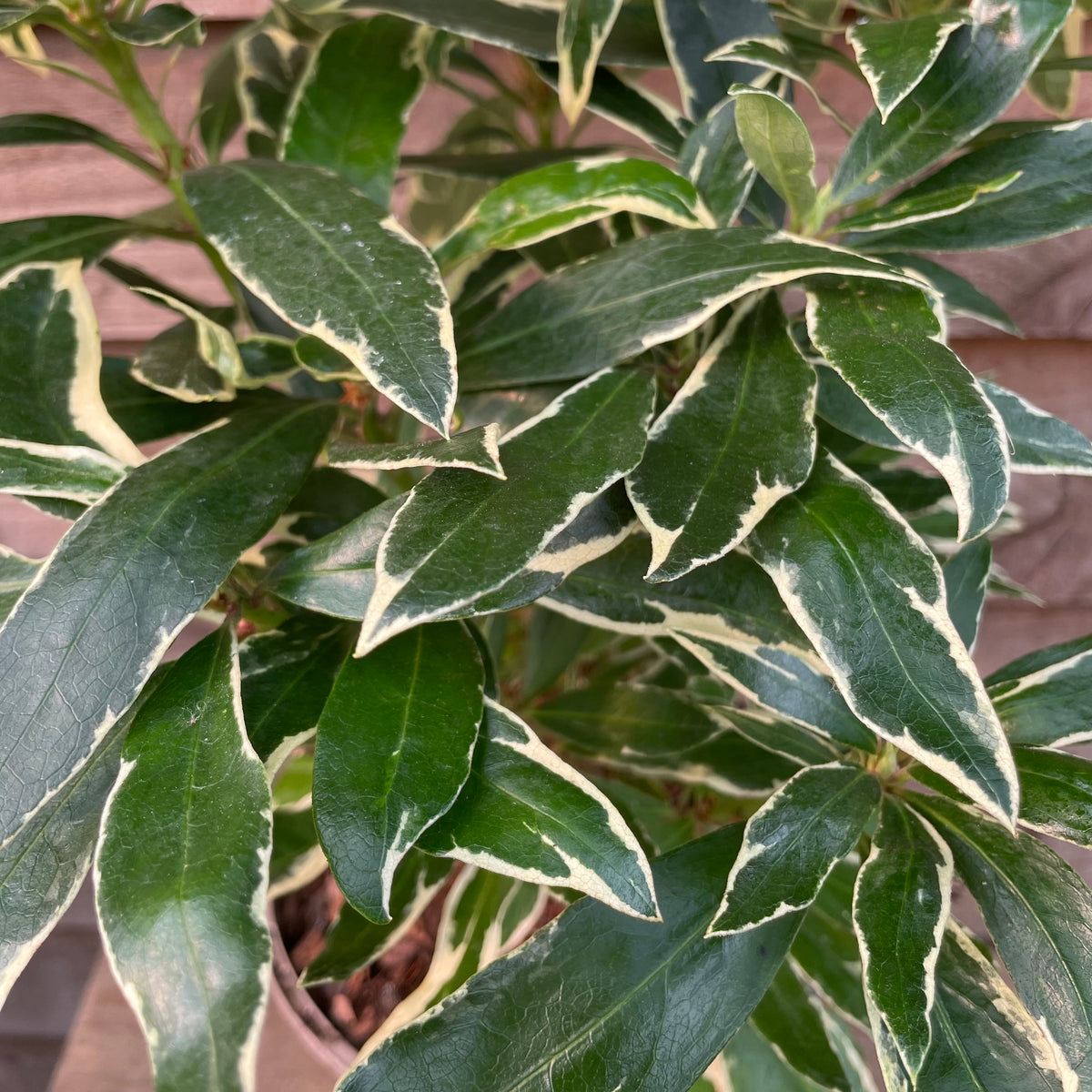 Rhododendron Variagata