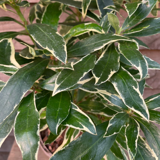 Rhododendron Variagata