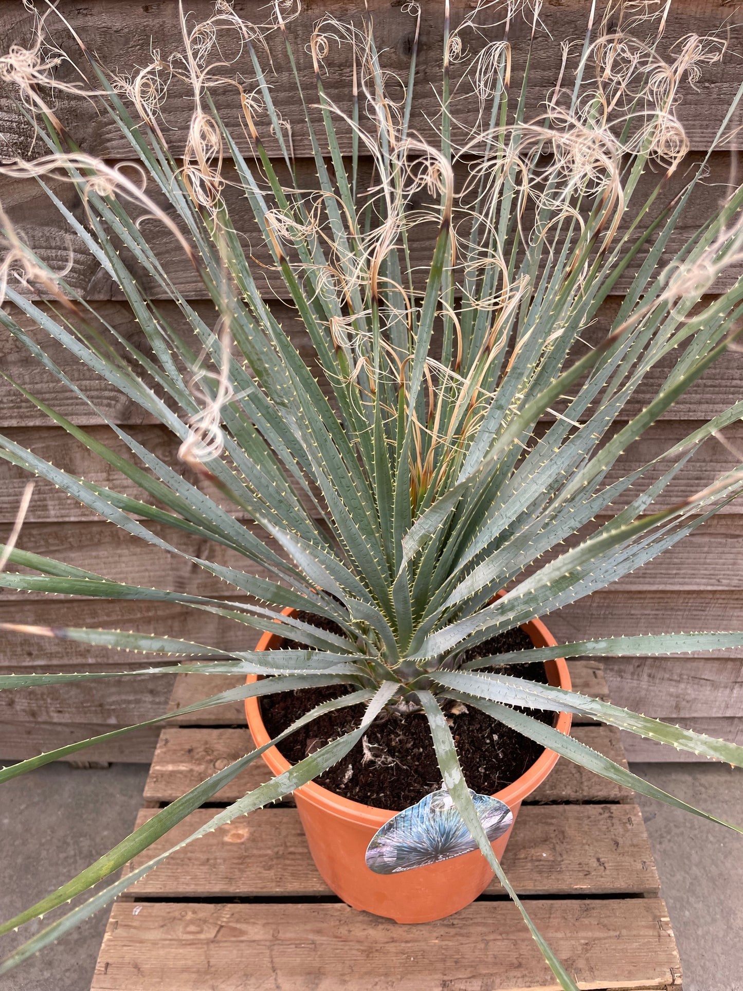 Dasylirion serratifolium