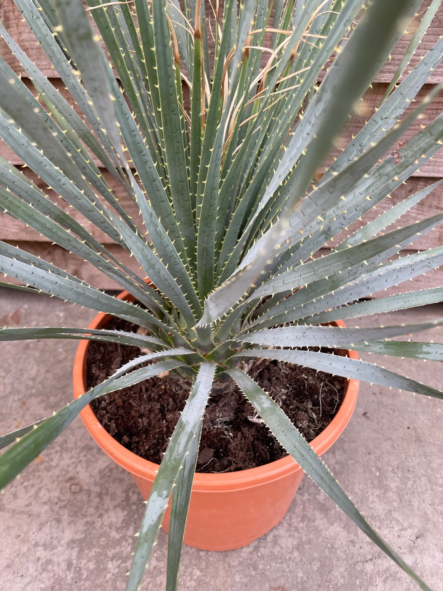 Dasylirion serratifolium