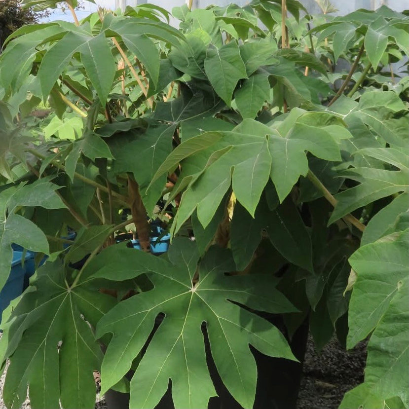 Leaves on Tetrapanax Papyrifer Rex plant