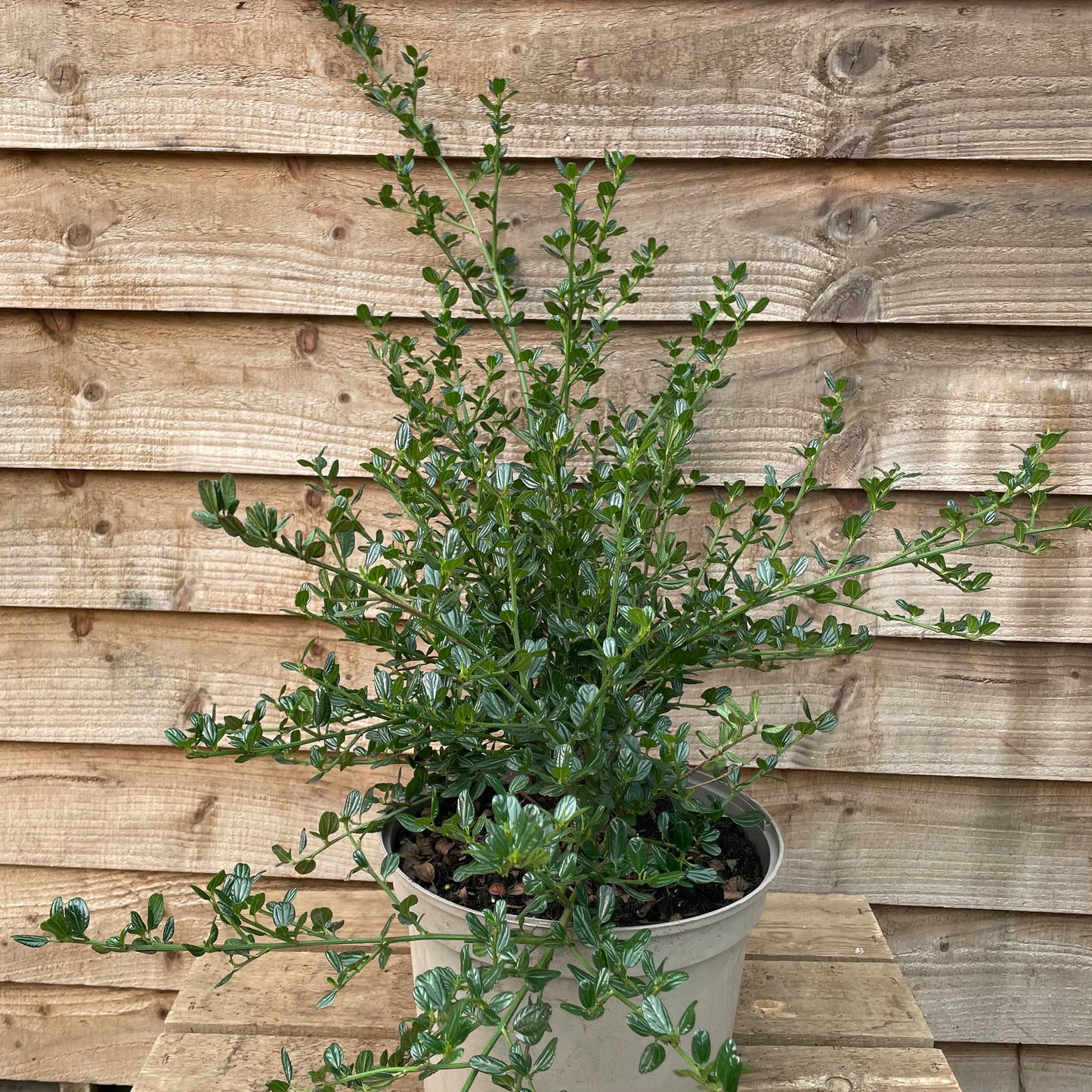 Ceanothus Skylark