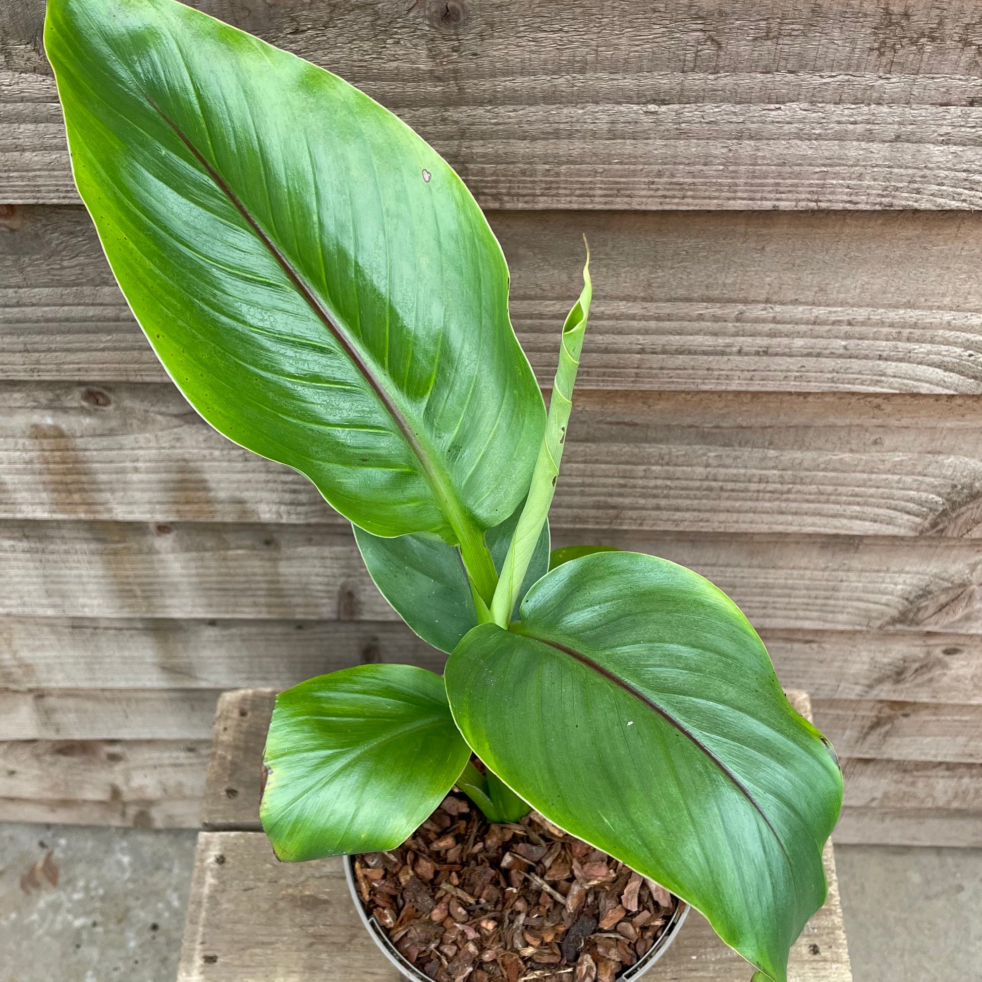 Big leaves on musa basjoo plant