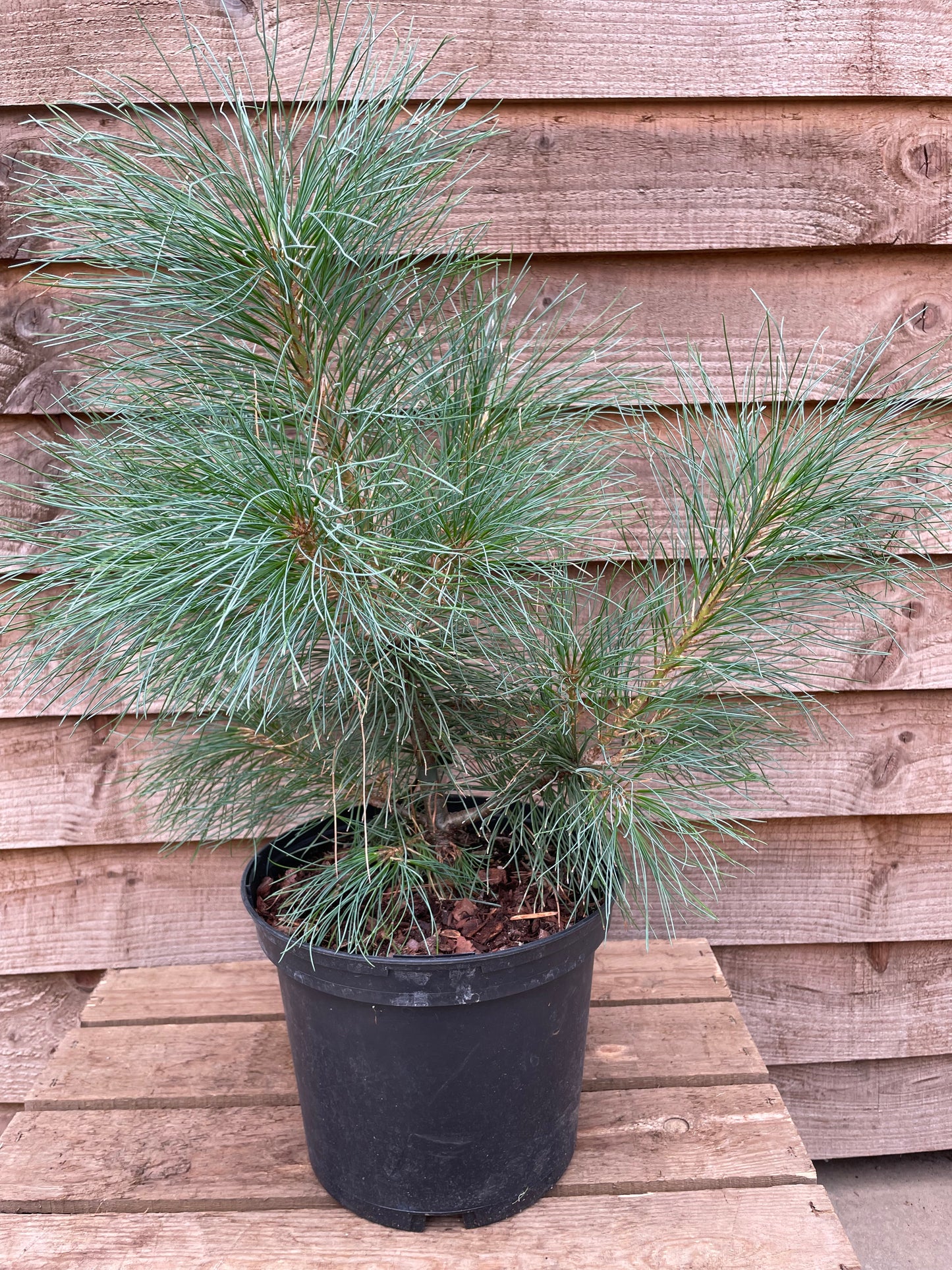 Pinus wallichiana