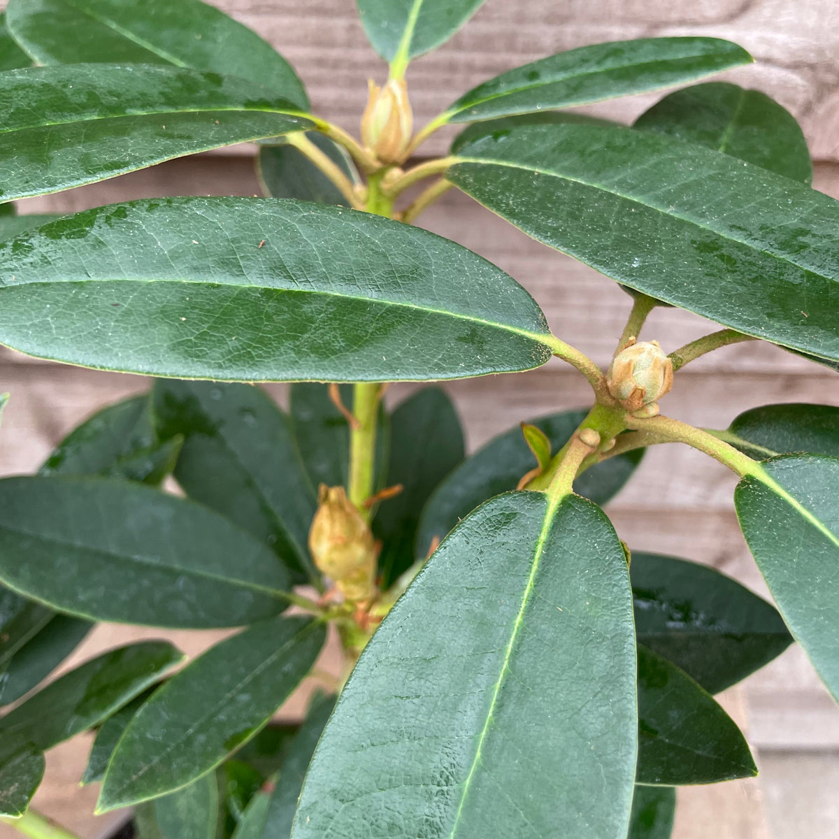 Rhododendron Percy Wiseman
