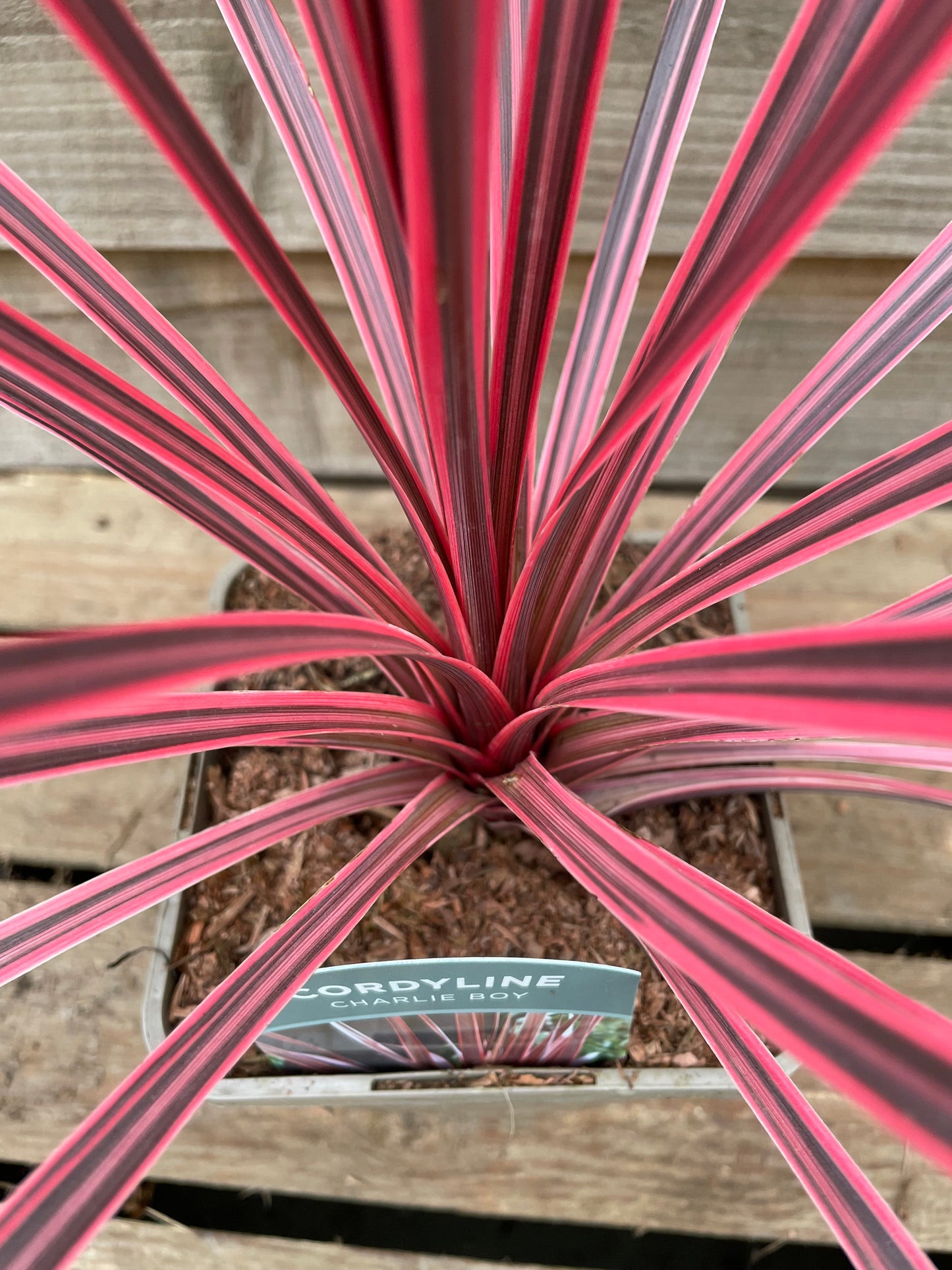 Cordyline Charlie Boy