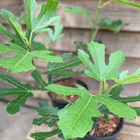 Ficus Little Miss Figgy