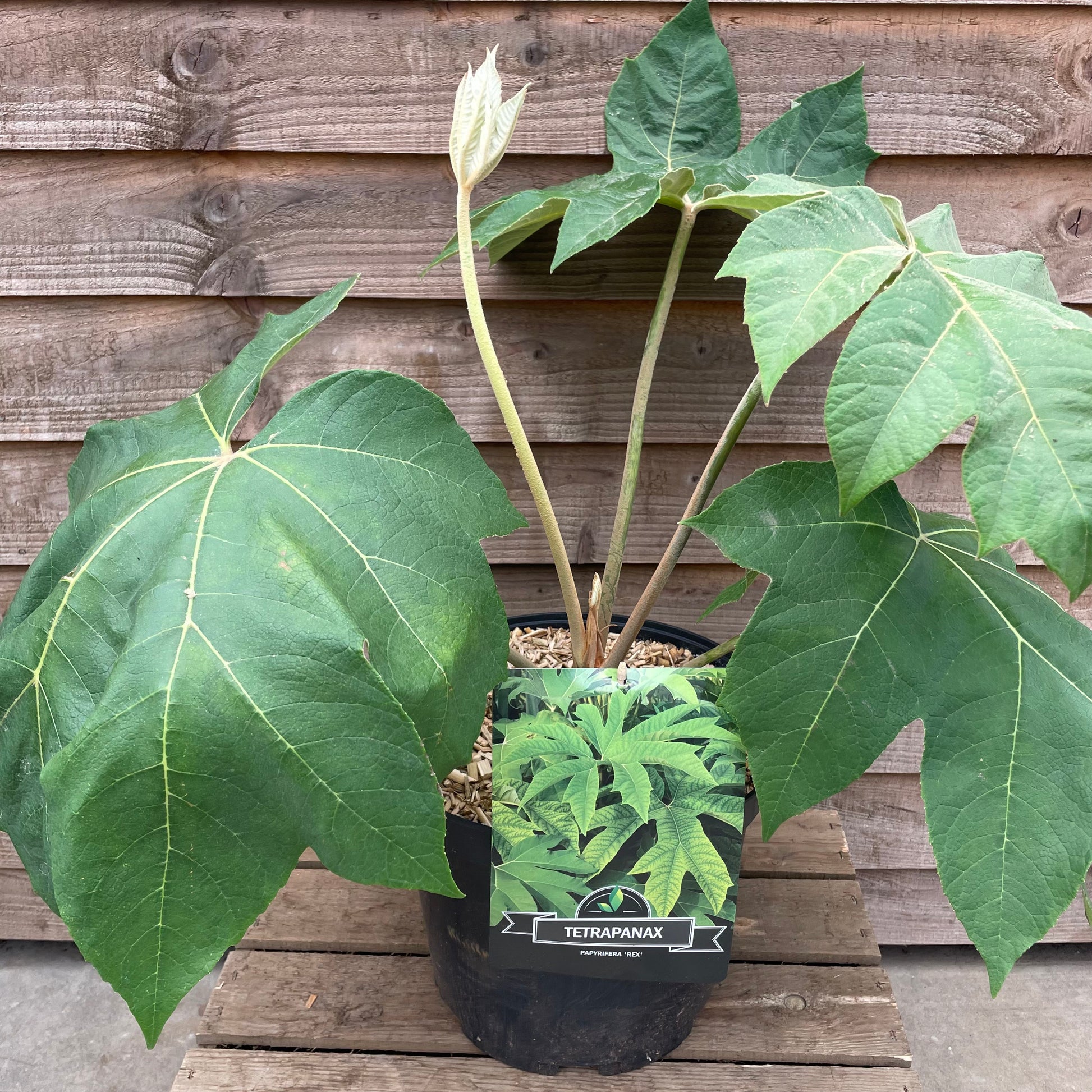 Potted Tetrapanax Papyrifer Rex Plant