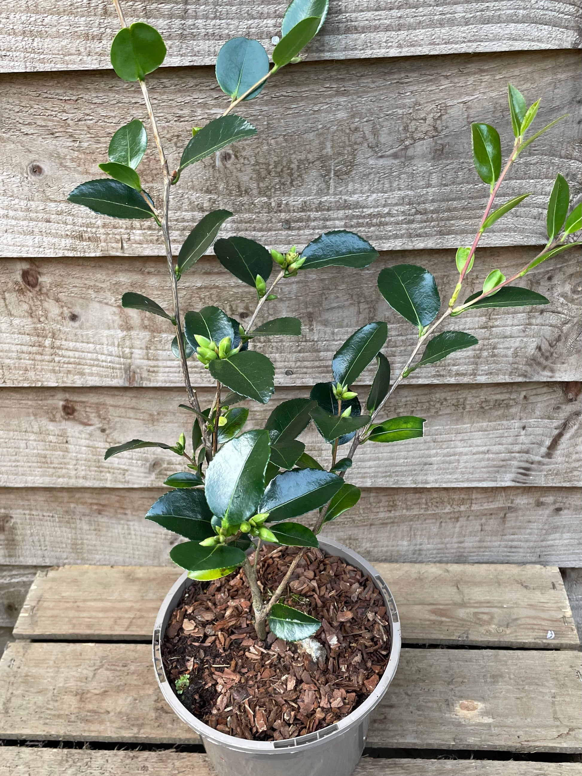 Pot with Camellia Sasanqua Hugh Evans Plant