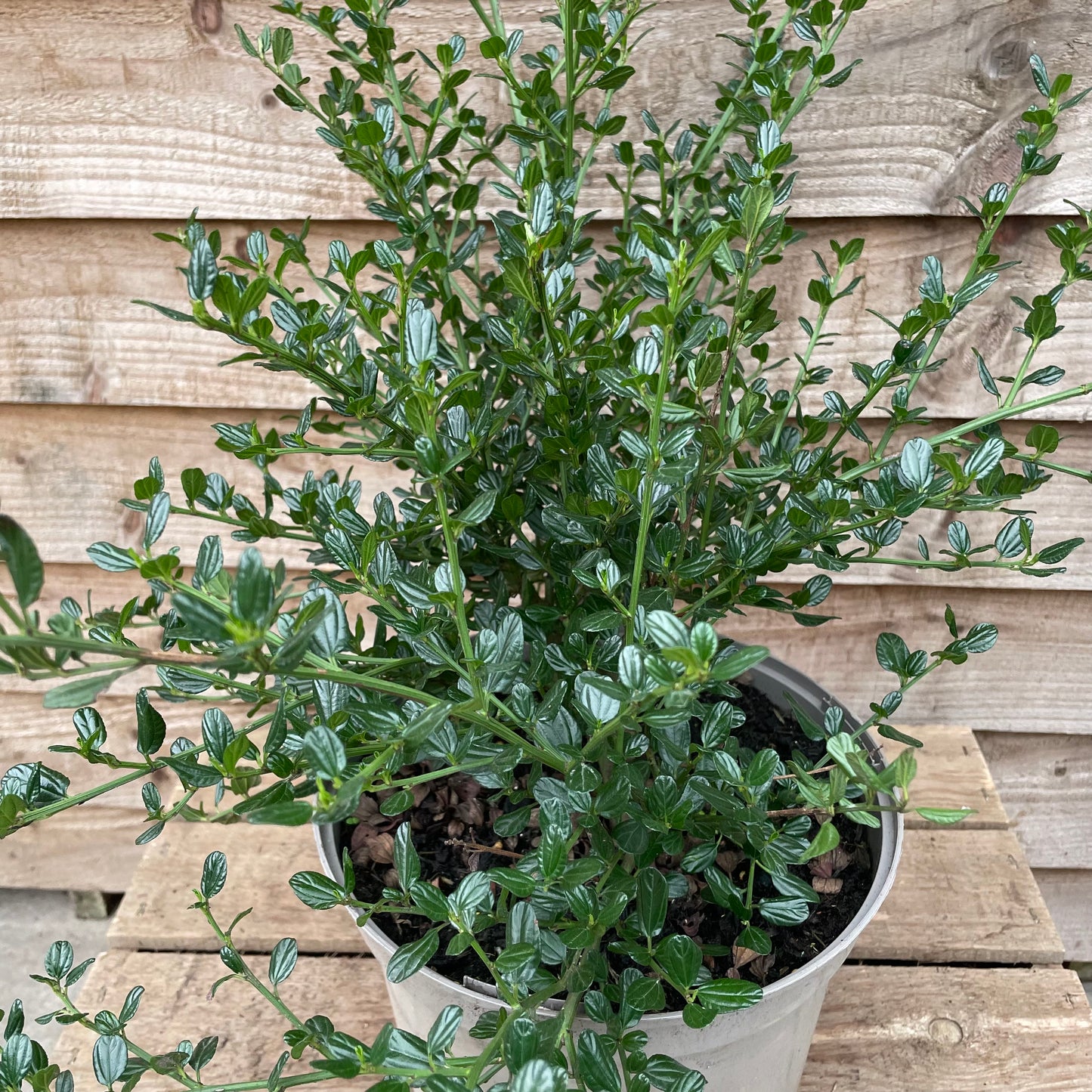Ceanothus Skylark