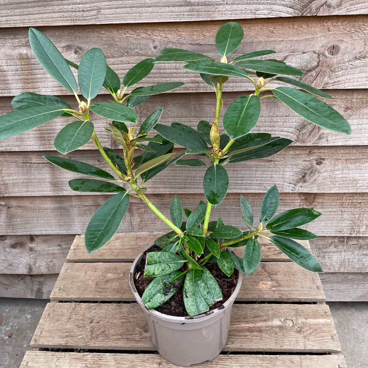 Rhododendron Percy Wiseman