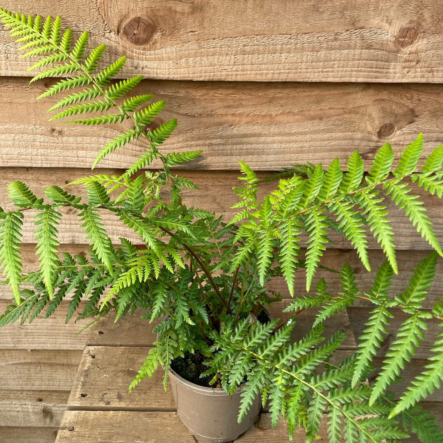 Dicksonia antarctica