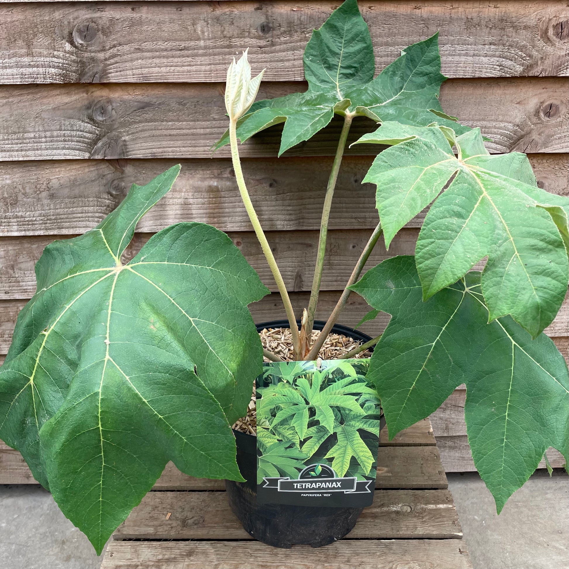 Potted Tetrapanax Papyrifer Rex Plant