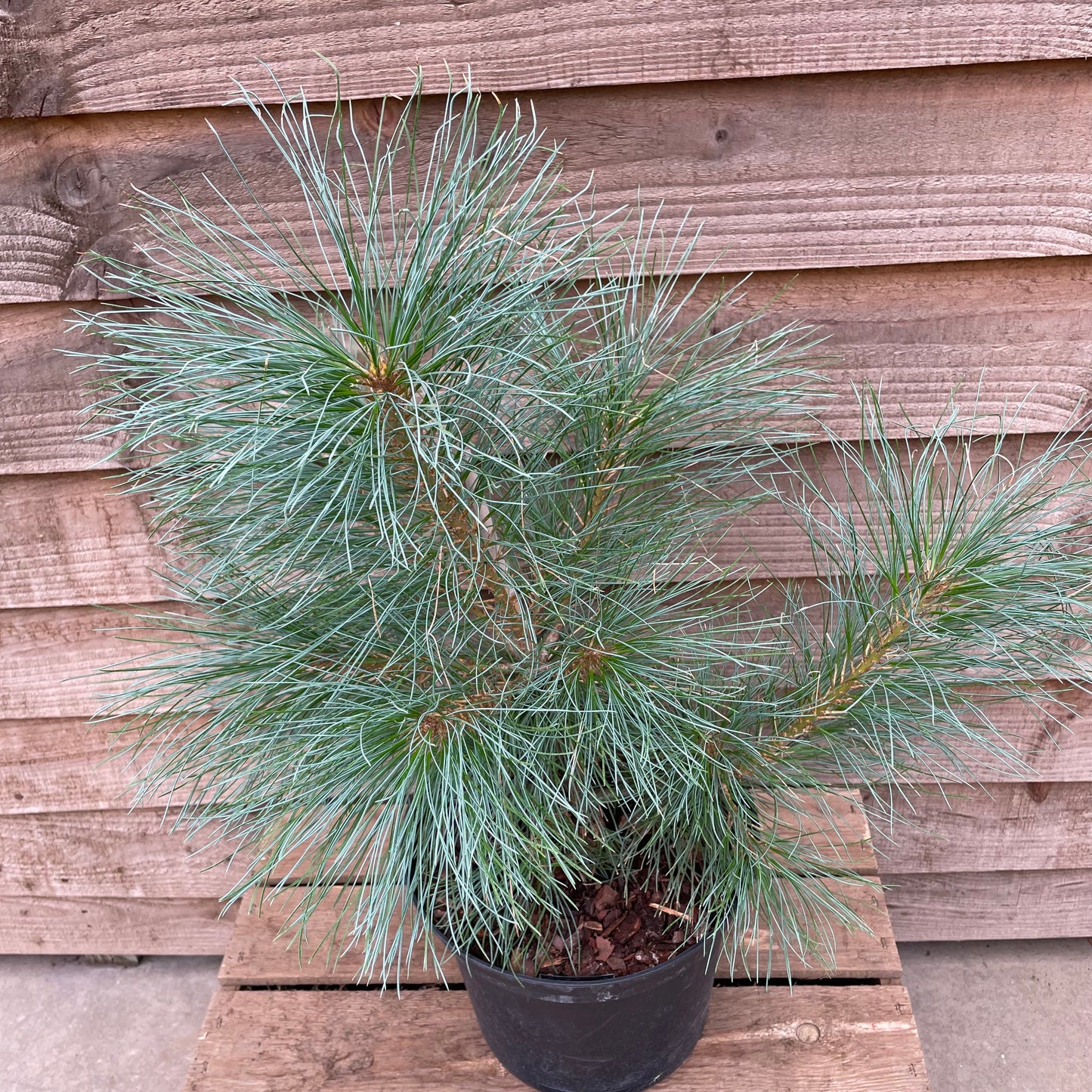 Pinus wallichiana