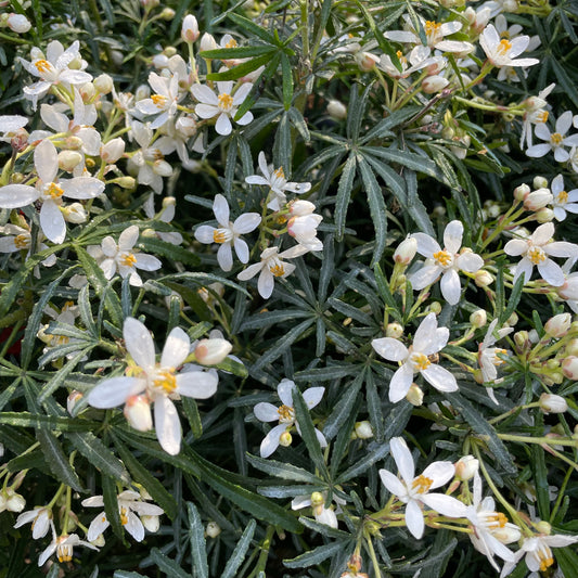 Choisya White Dazzler