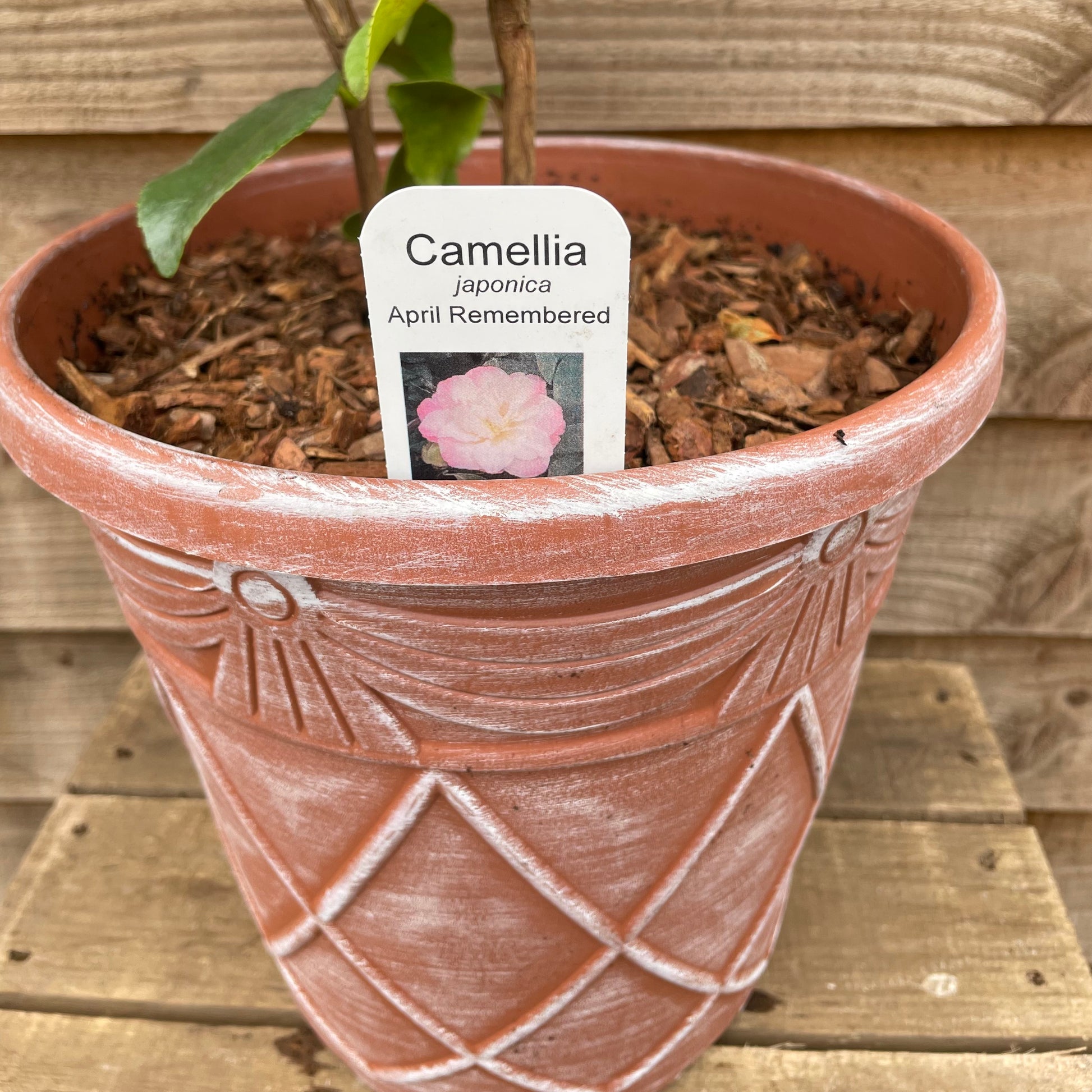 Label for Camellia April Remembered Pot Plant