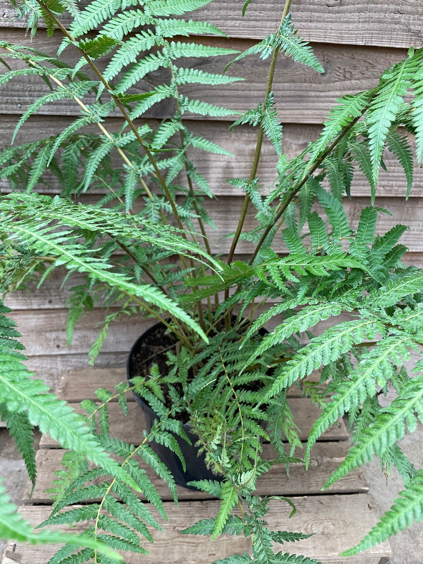 Dicksonia antarctica