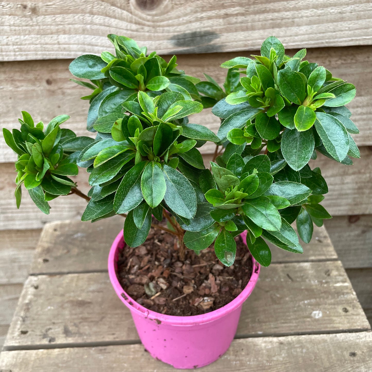 Rhododendron Roehr's Peggy Ann