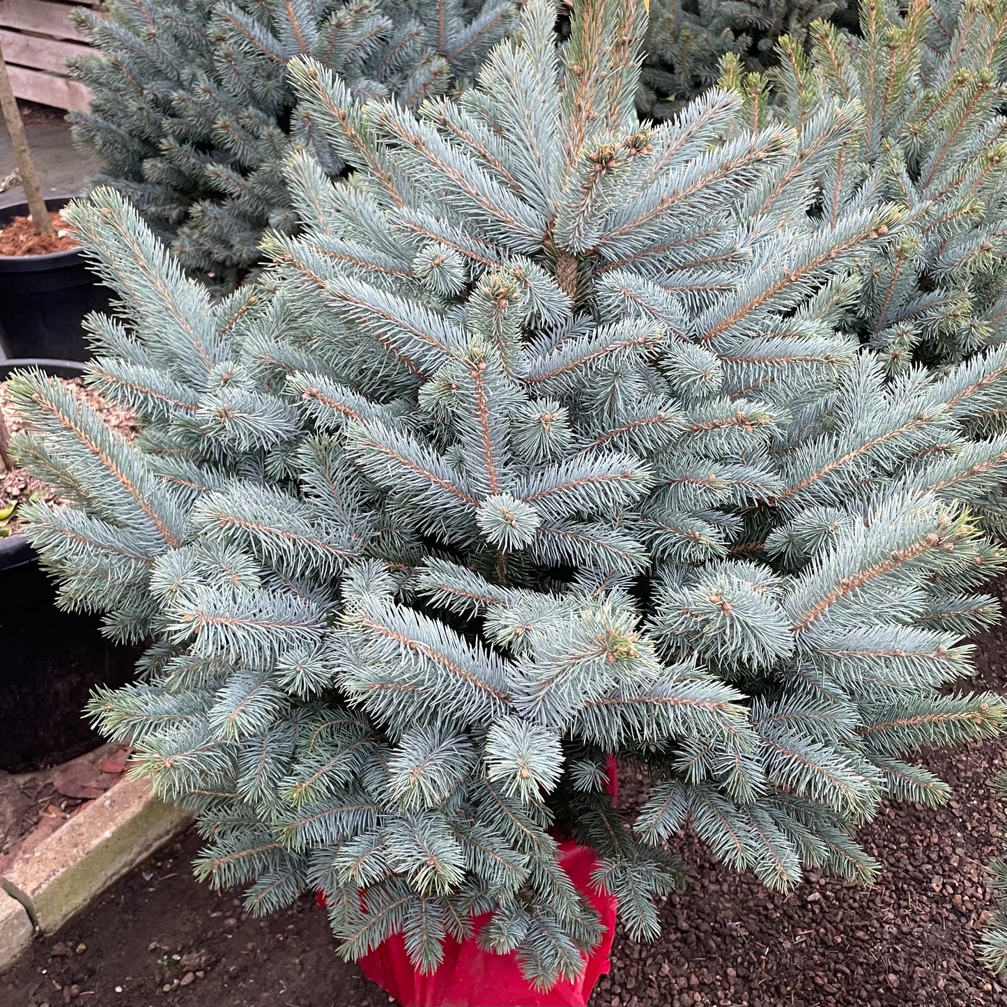 Blue Spruce Christmas Tree