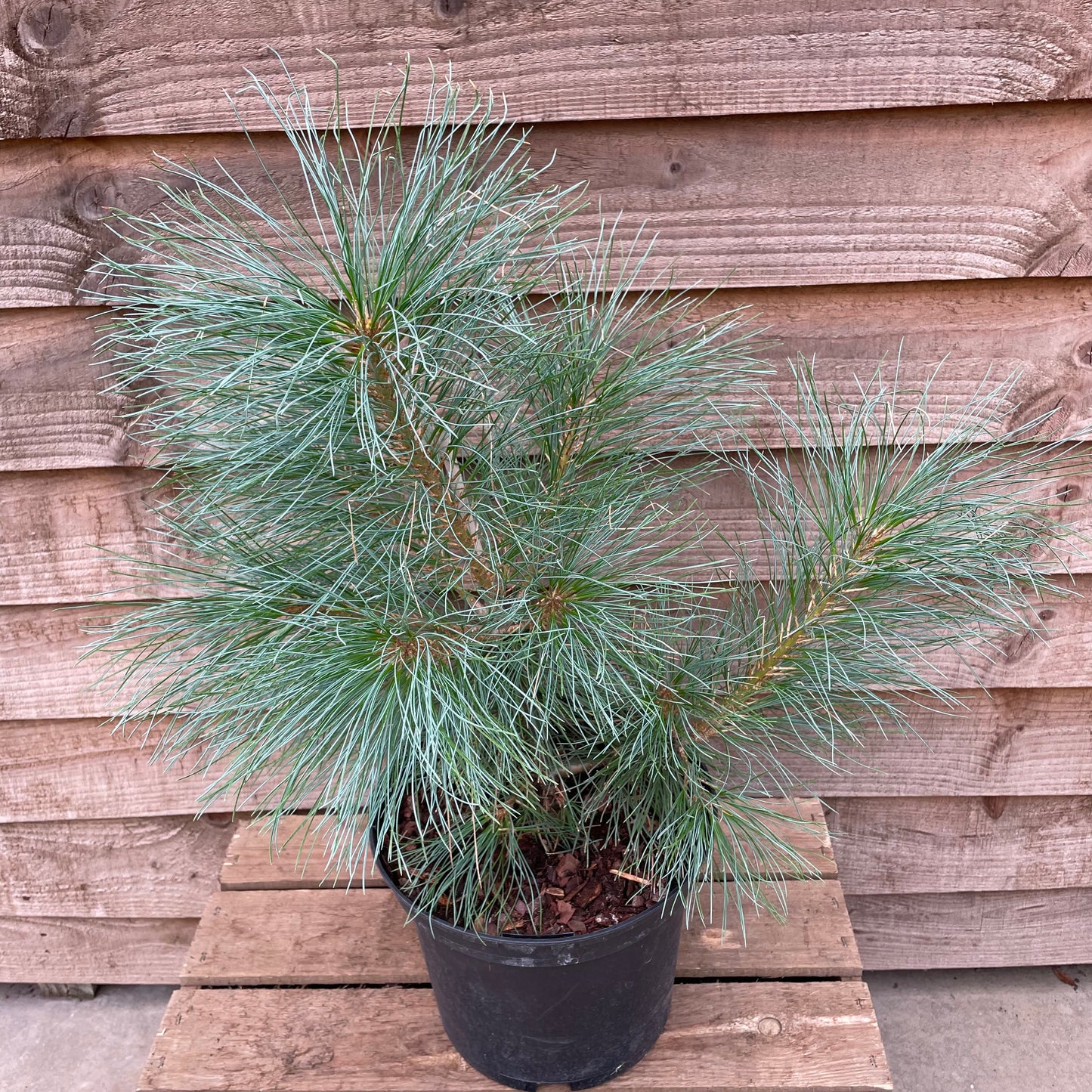 Pinus wallichiana