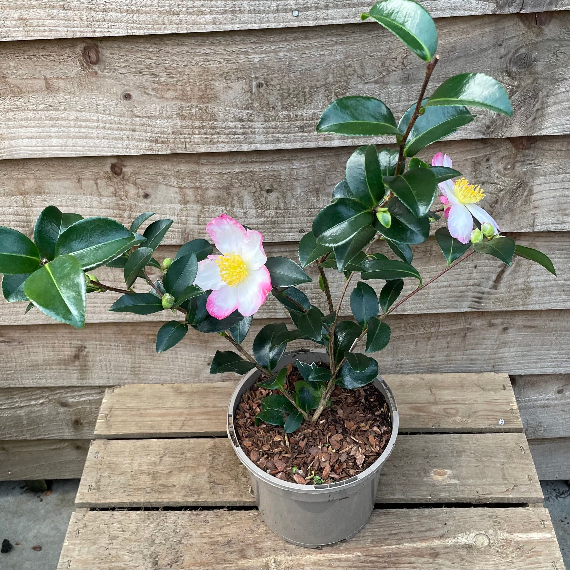 Potted Camellia Sasanqua Rainbow Plant
