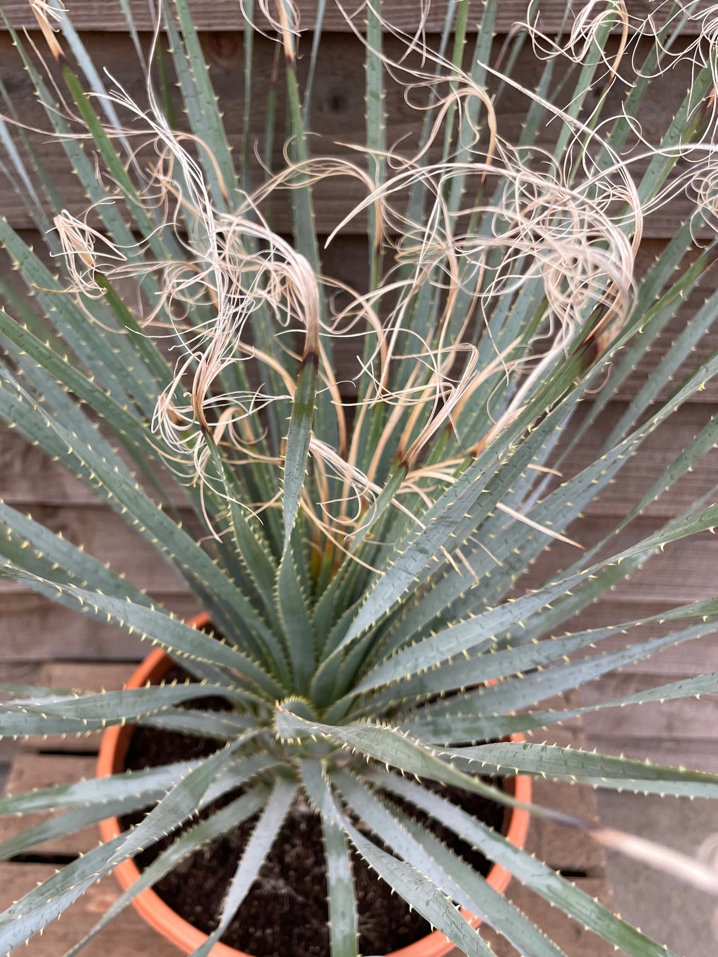 Dasylirion serratifolium