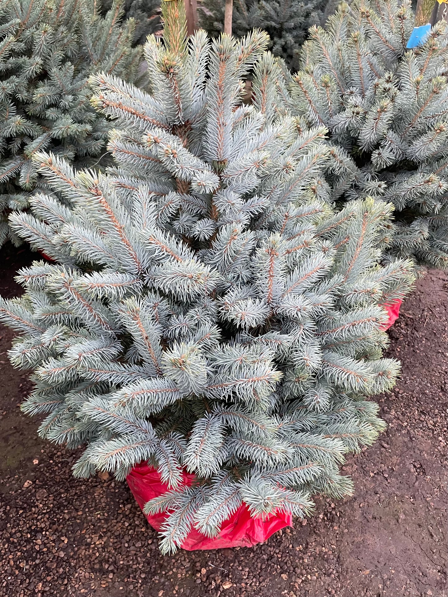 Blue Spruce Christmas Tree