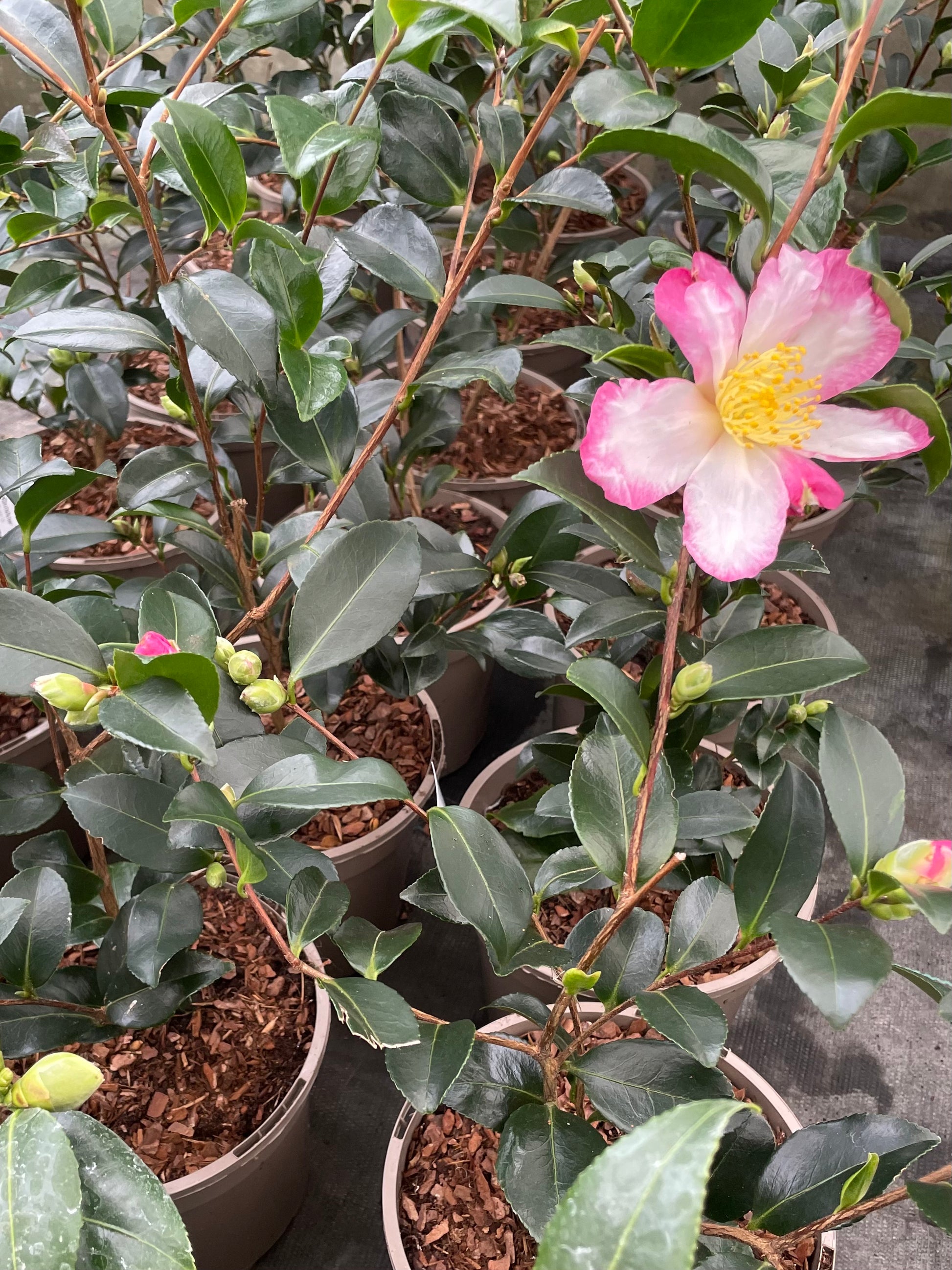 Pots of Camellia Sasanqua Rainbow Plants