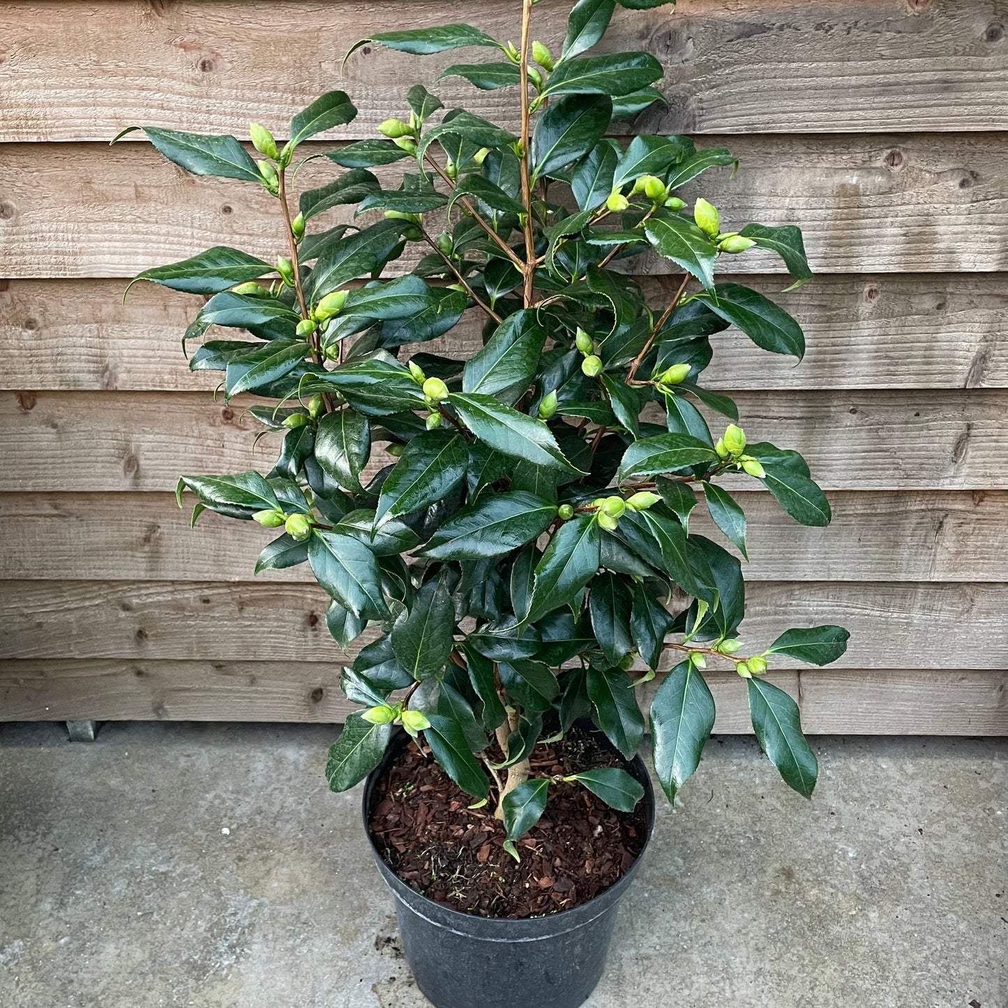 Camellia Lady Vansittart