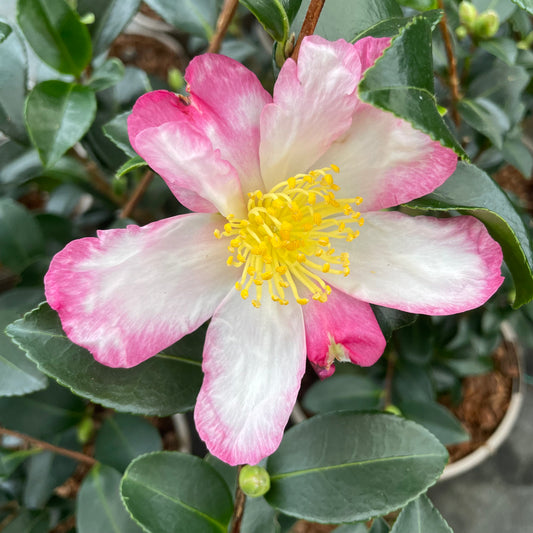 Camellia Sasanqua Rainbow Flower