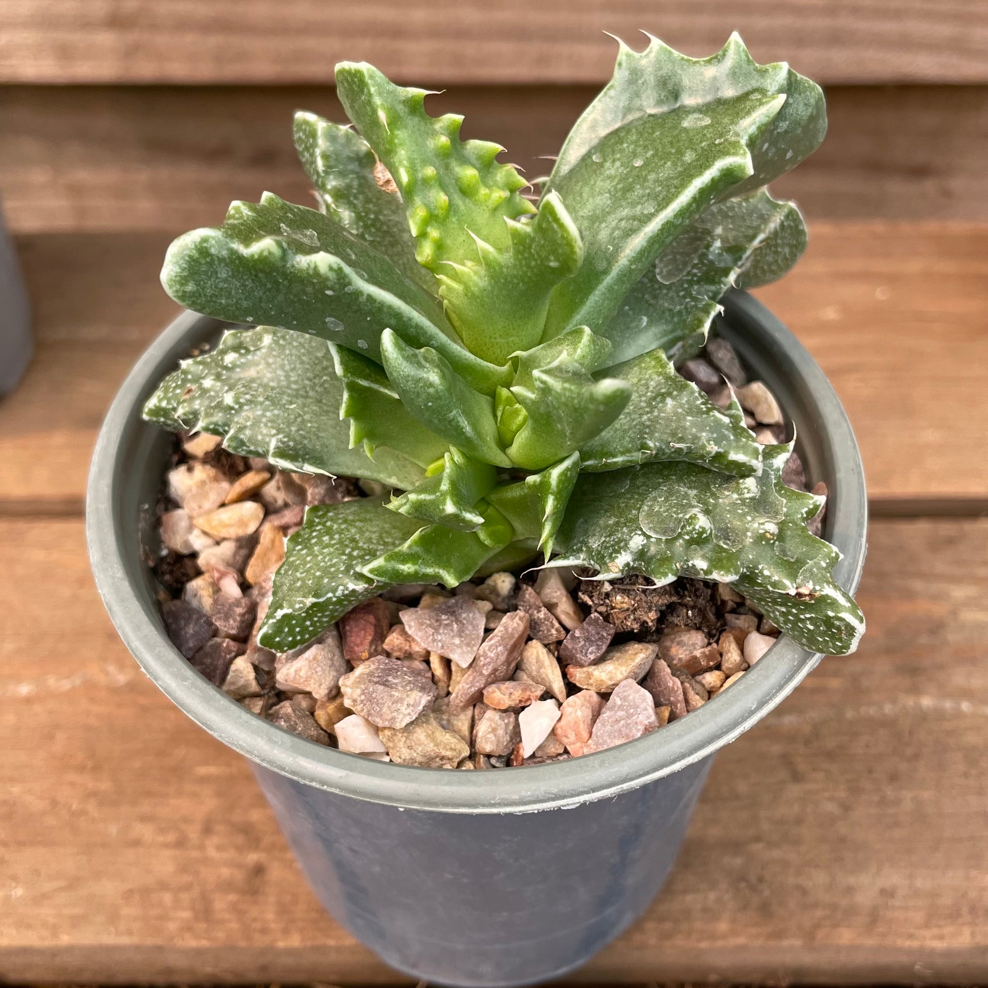 Faucaria Tuberculosa Succulent