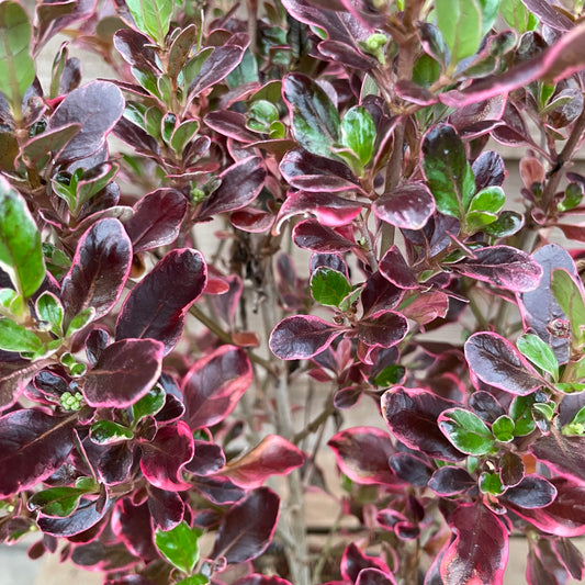 Coprosma Eclipse