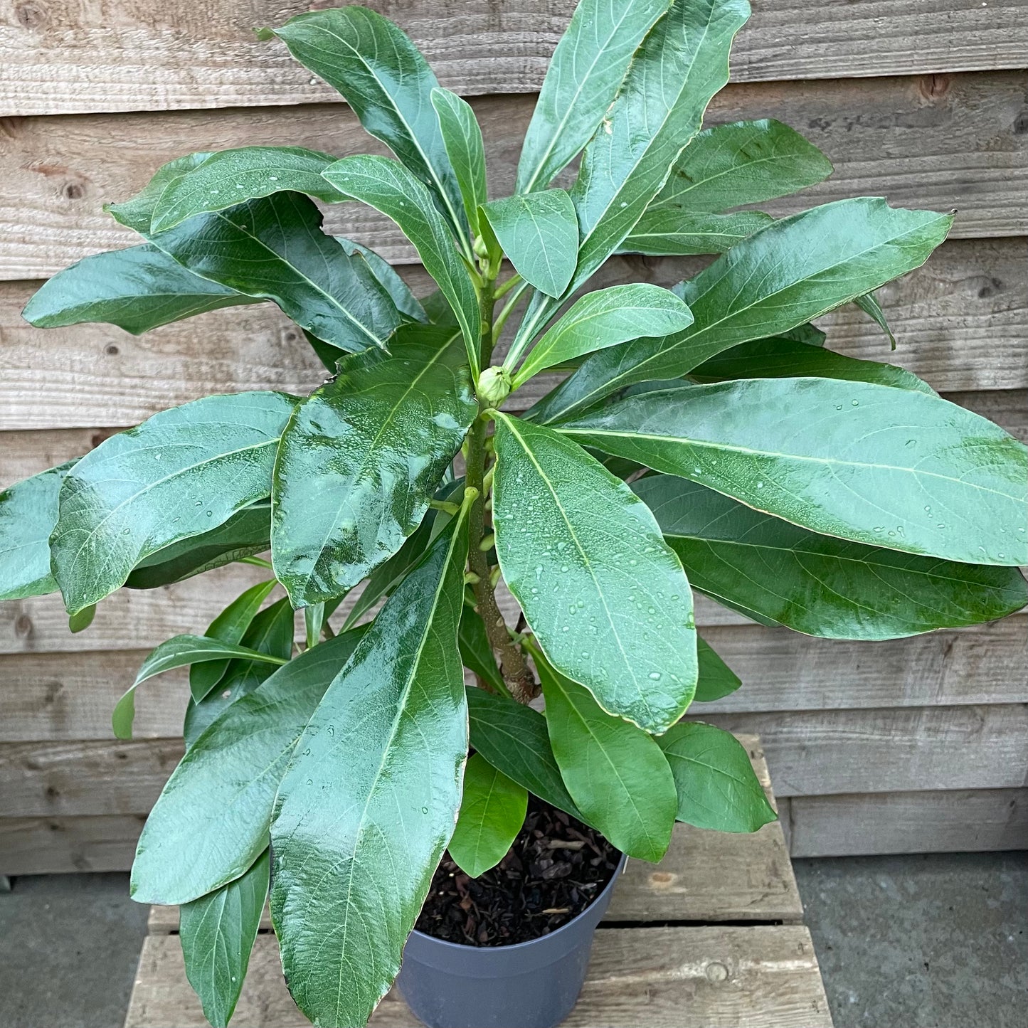 Potted Edgeworthia Honey Sunshine Shrub
