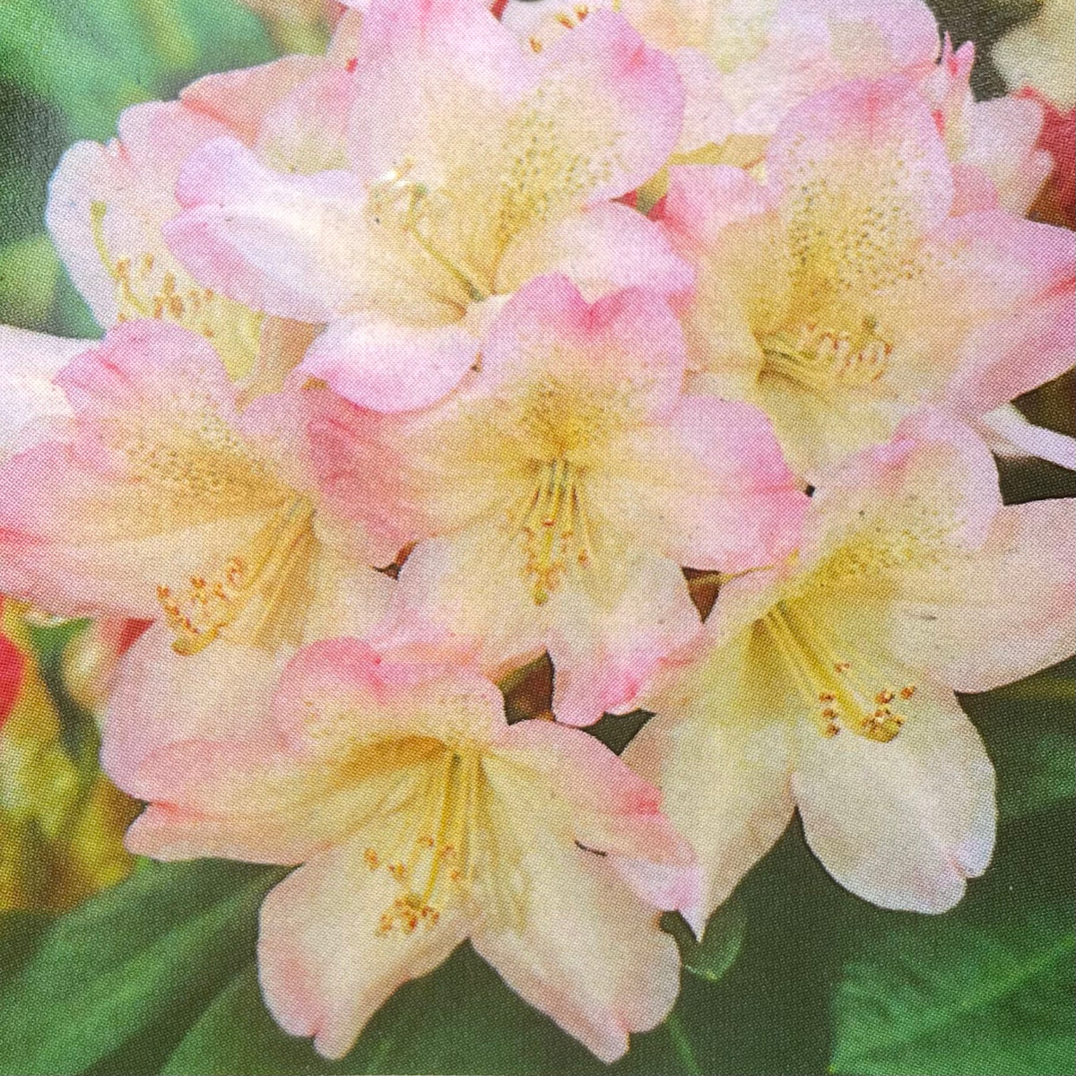 Rhododendron Percy Wiseman
