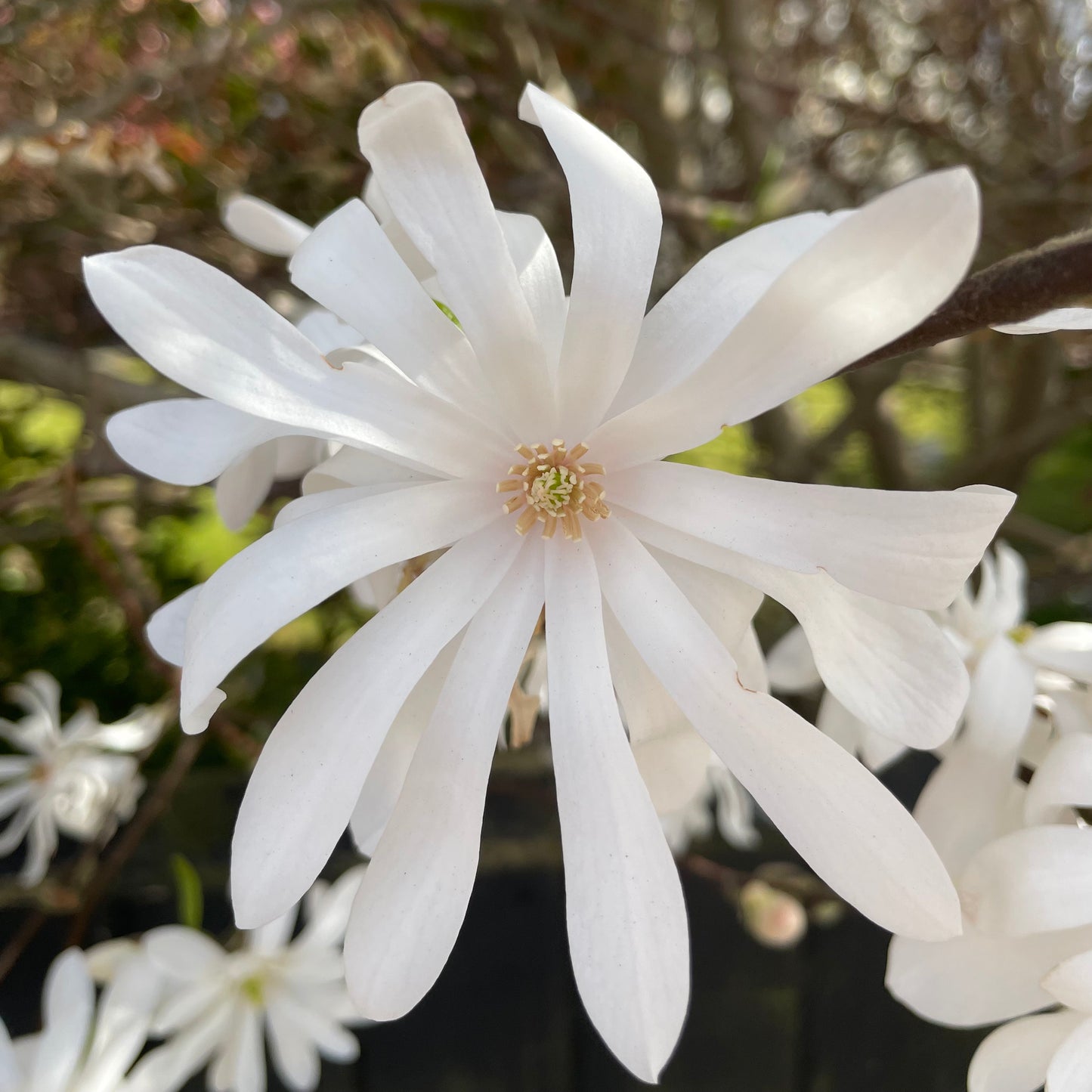 white magnolia stellata flower