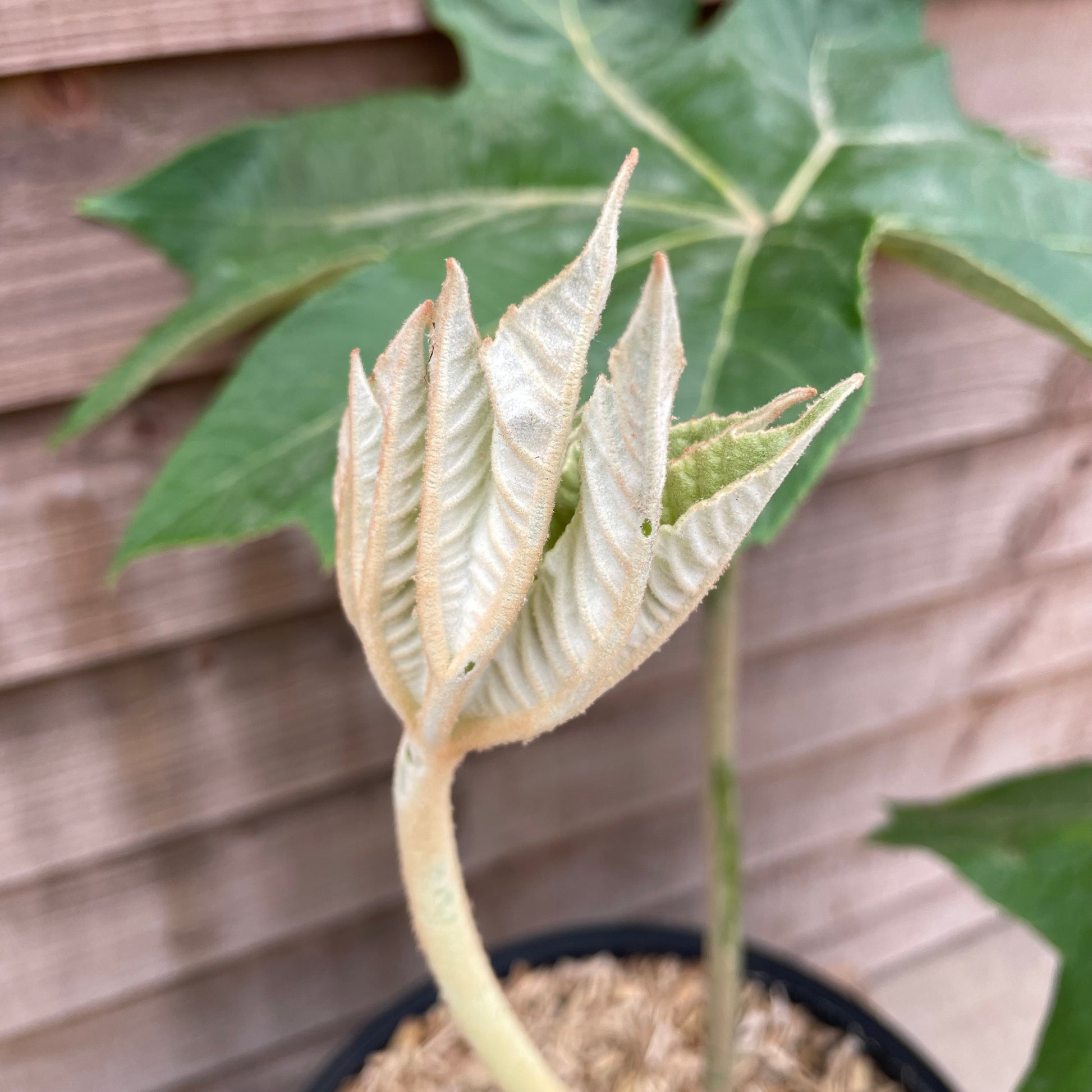 Budding Leaf on Tetrapanax Papyrifer Rex Plant
