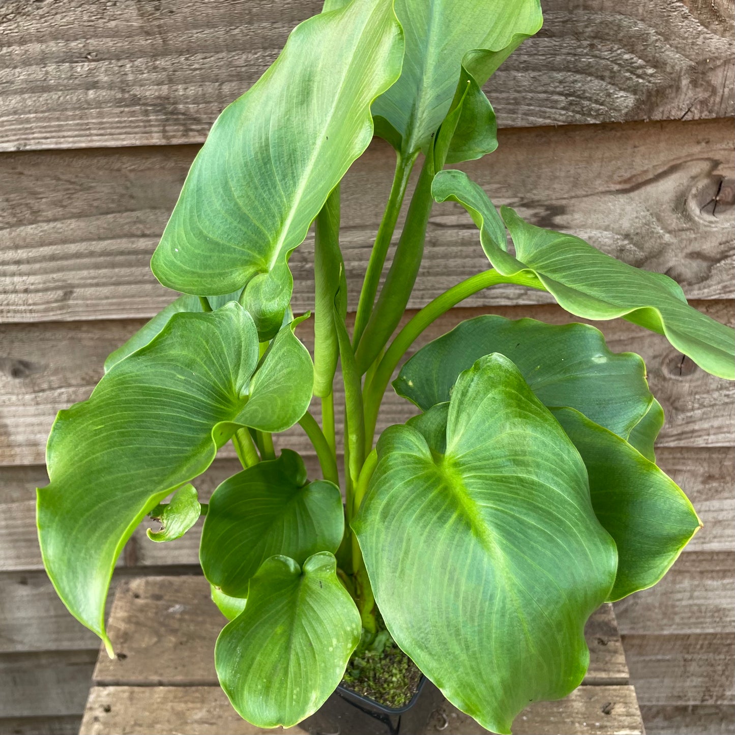 Zantedeschia aethiopica