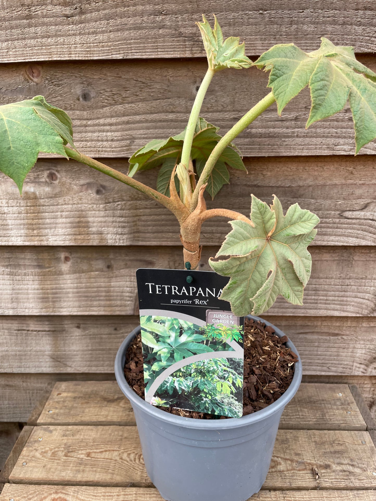 Tetrapanax papyrifer Rex