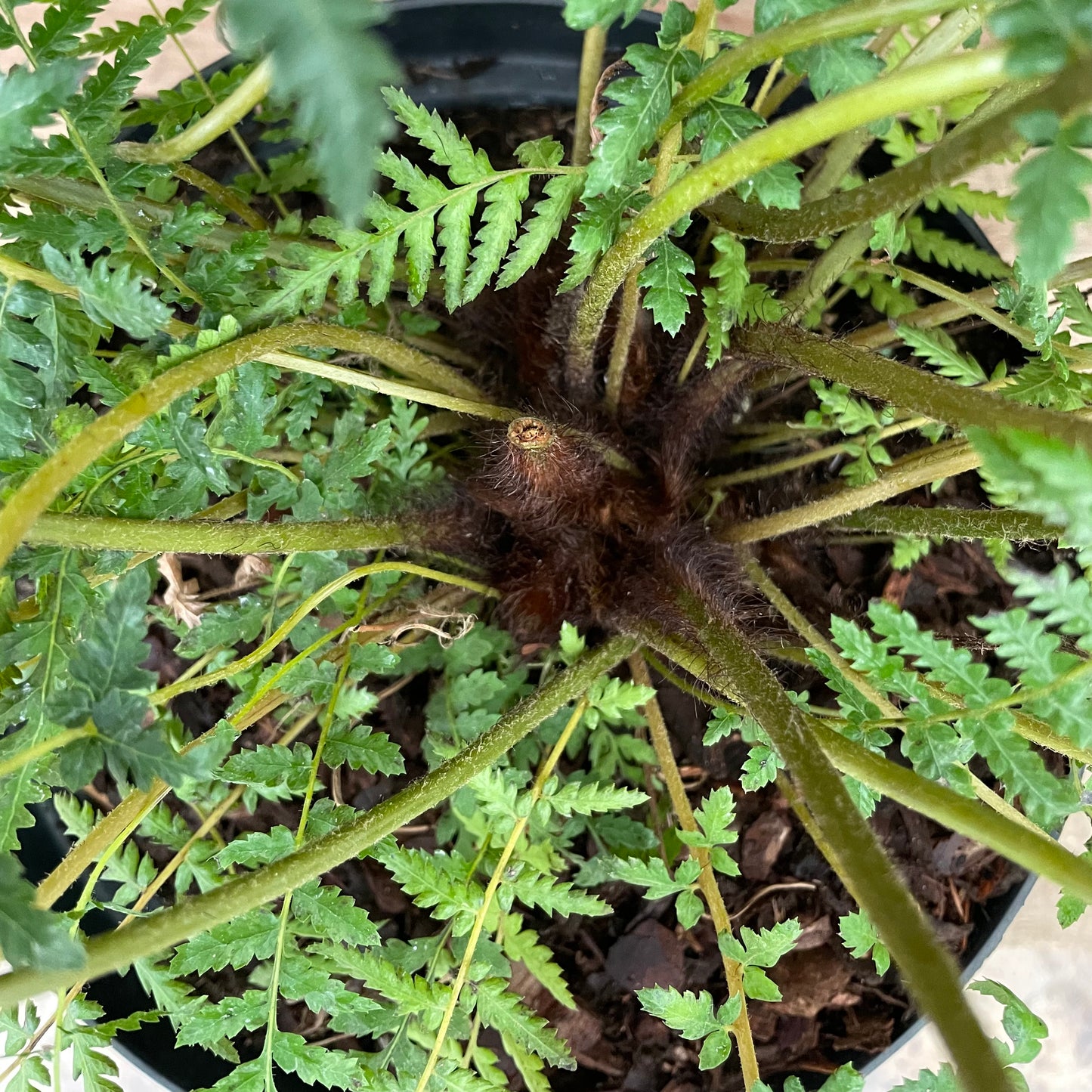 Dicksonia antarctica