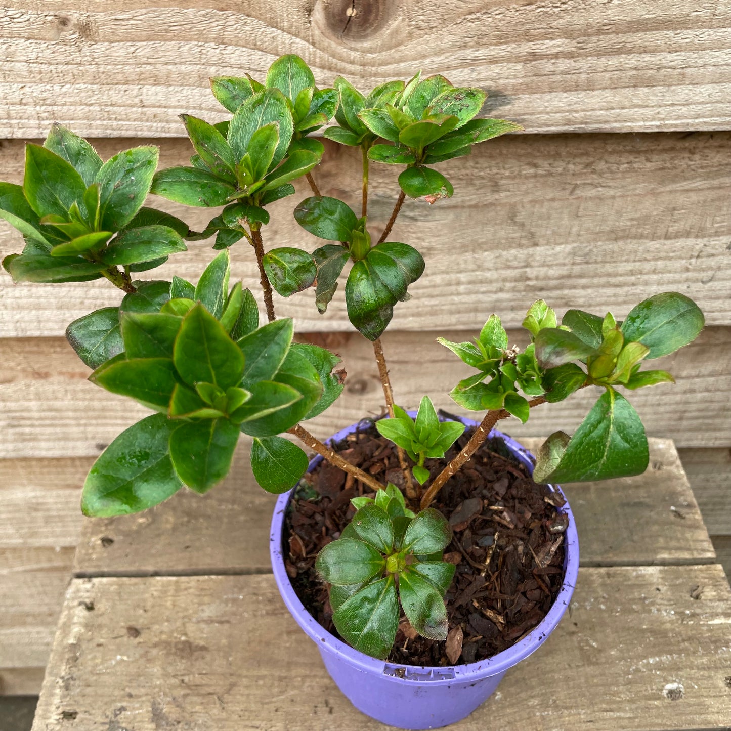 Rhododendron Elsie Lee