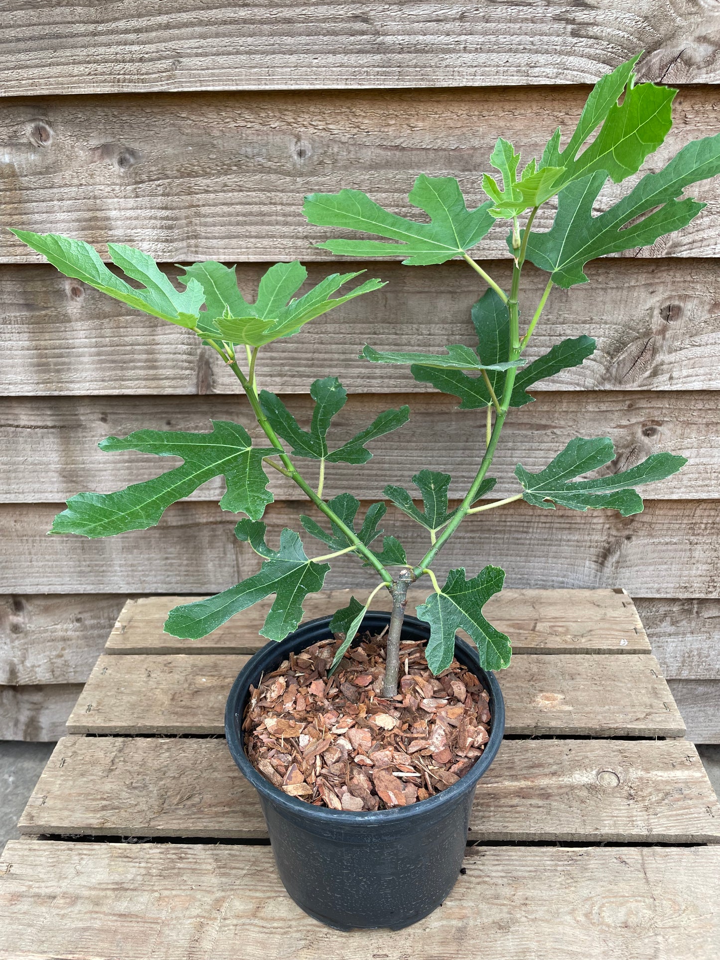 Ficus Little Miss Figgy
