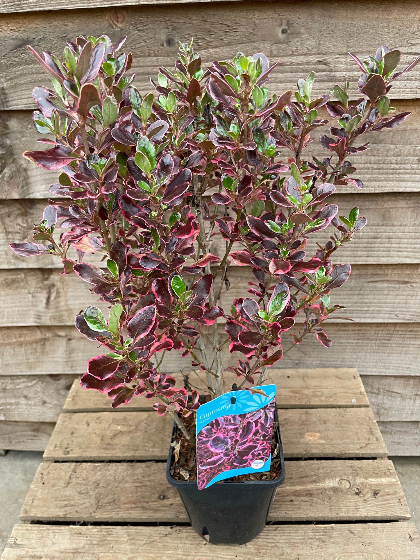 Coprosma Eclipse