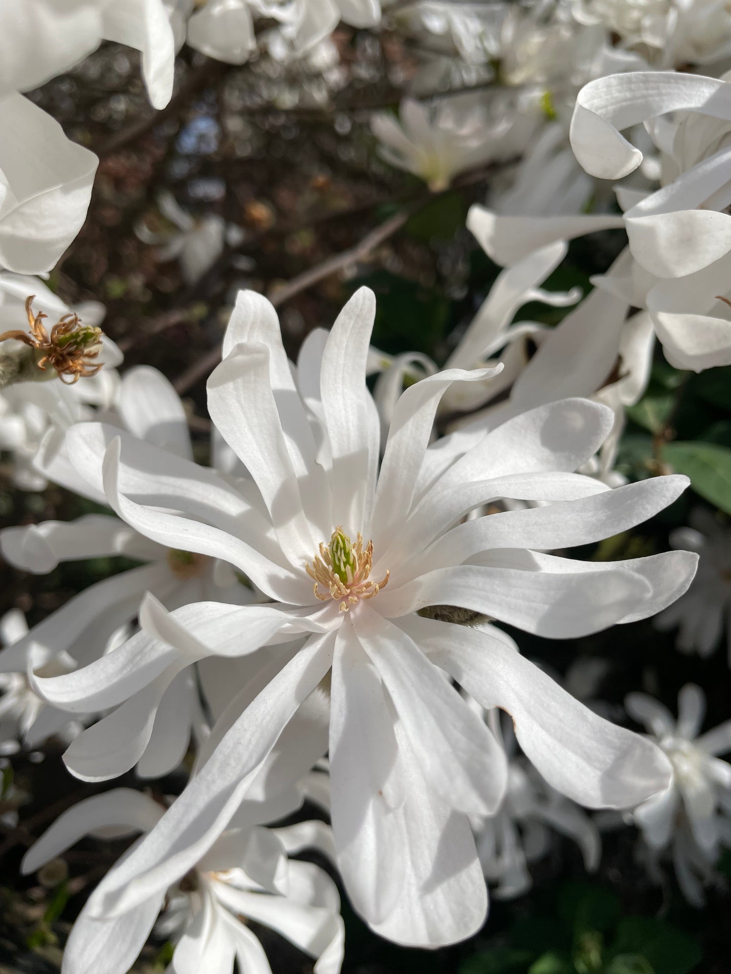 Magnolia Stellata Flowers
