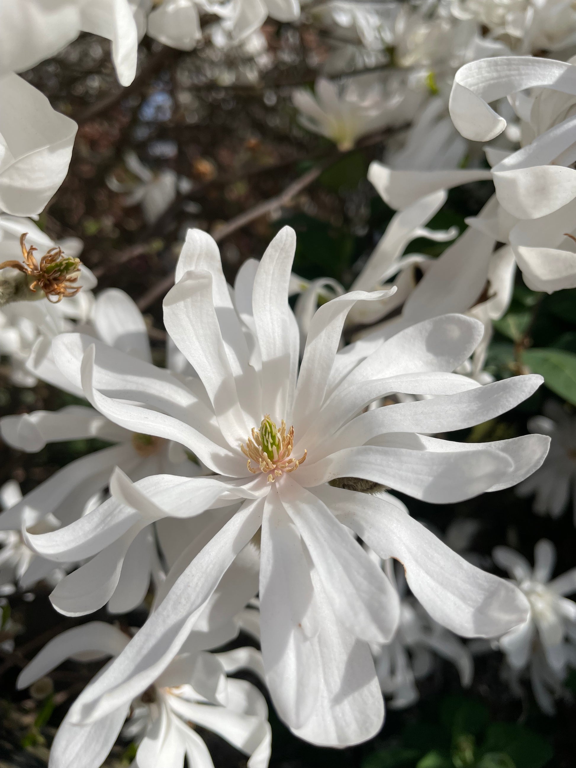 Magnolia Stellata Flowers
